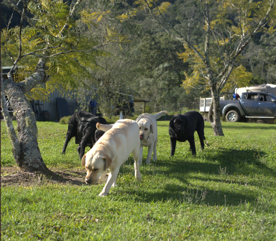 Our Labradors